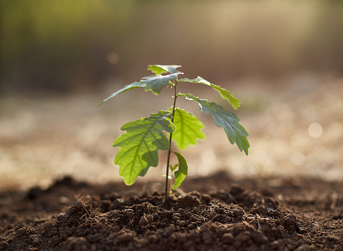 oak tree plant seedling